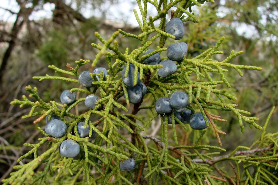 Изображение особи Juniperus semiglobosa.