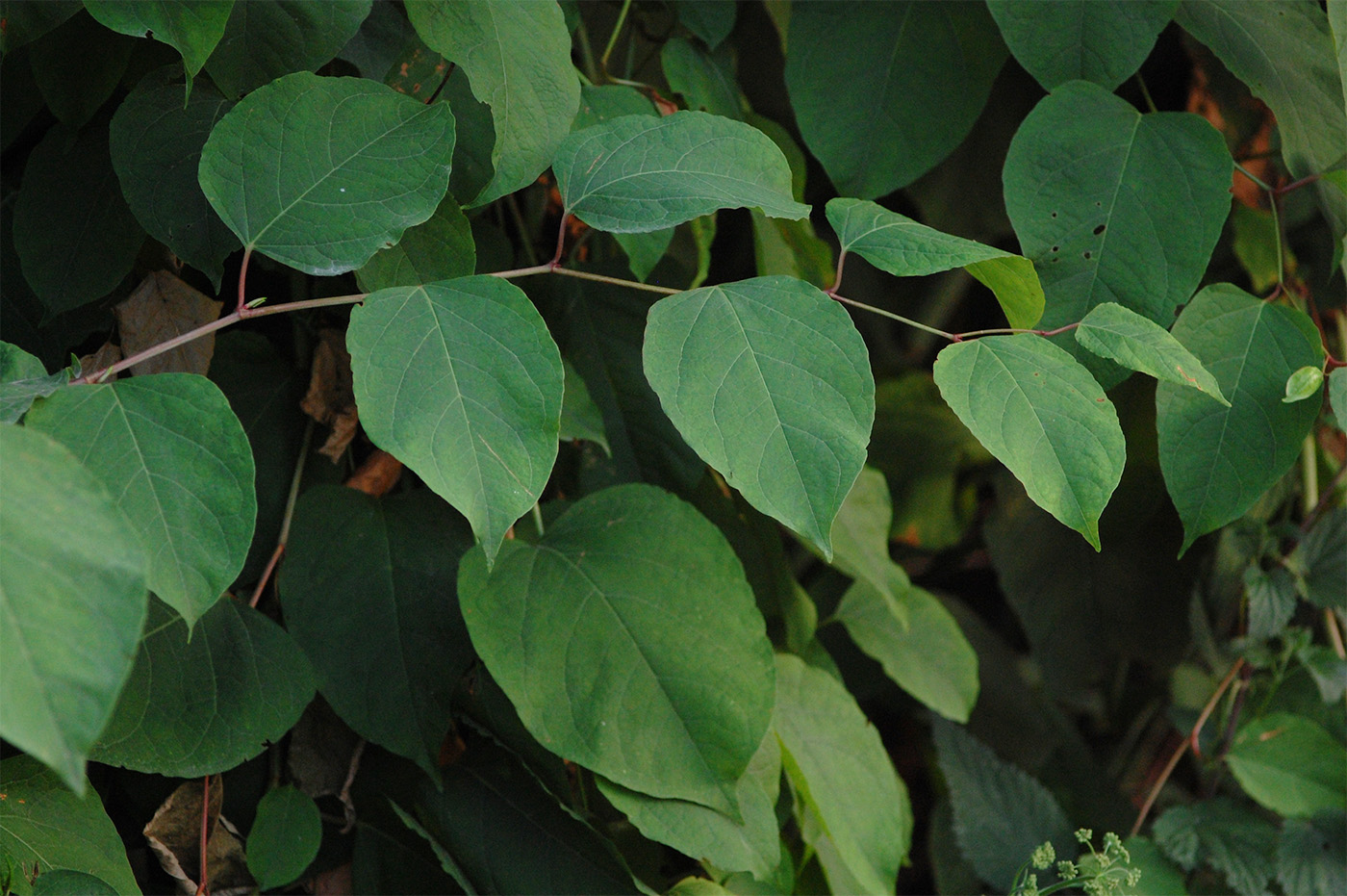 Image of genus Reynoutria specimen.