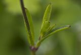 Silene colorata