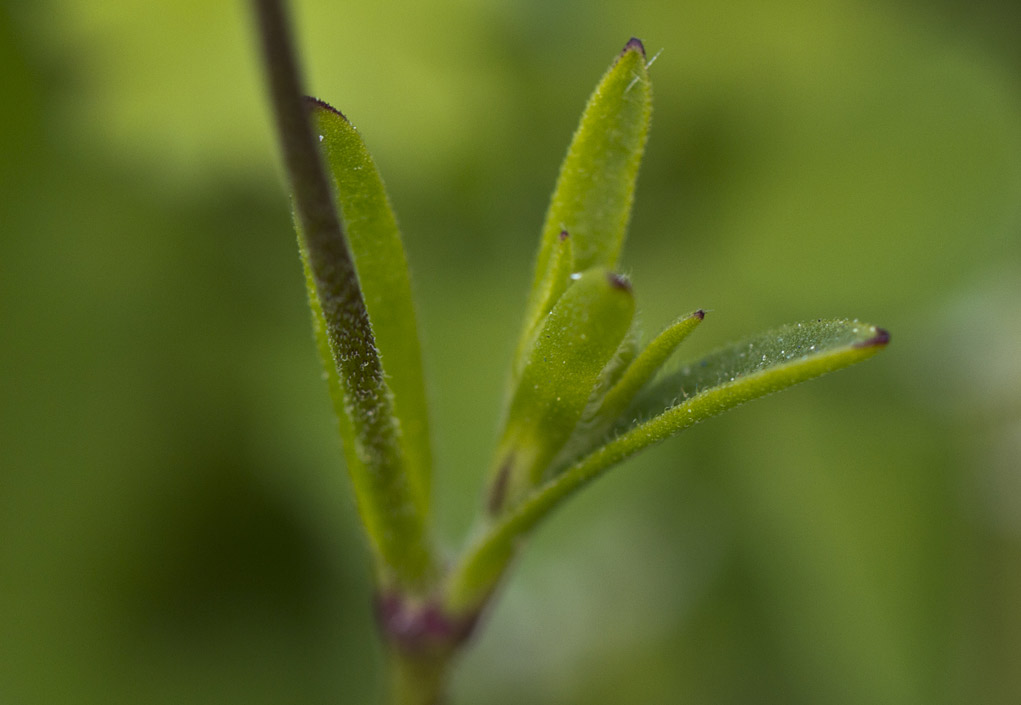 Image of Silene colorata specimen.