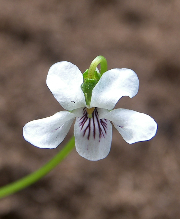 Изображение особи Viola macloskeyi.