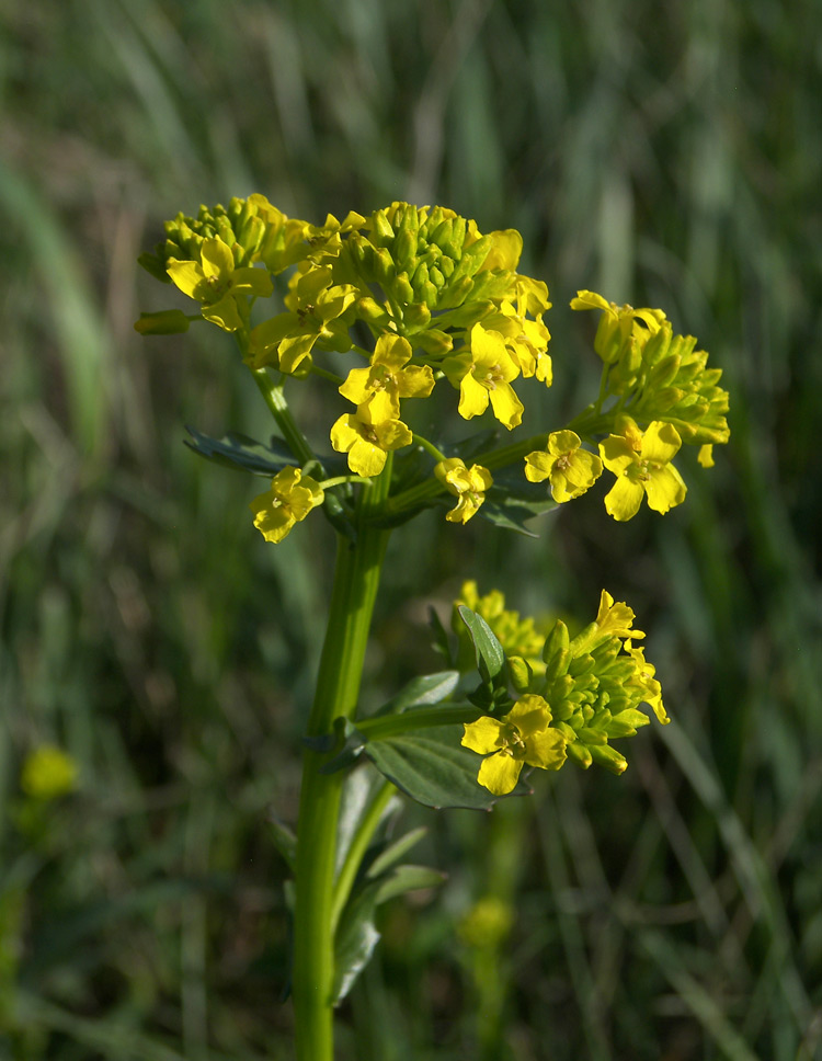 Изображение особи Barbarea vulgaris.