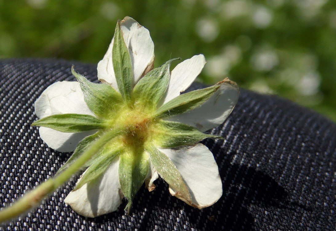 Изображение особи Fragaria campestris.