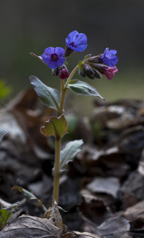 Image of Pulmonaria obscura specimen.