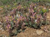 Scutellaria orientalis