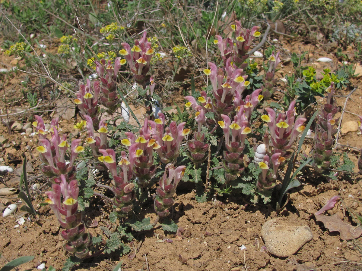 Изображение особи Scutellaria orientalis.