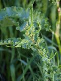 Rumex crispus
