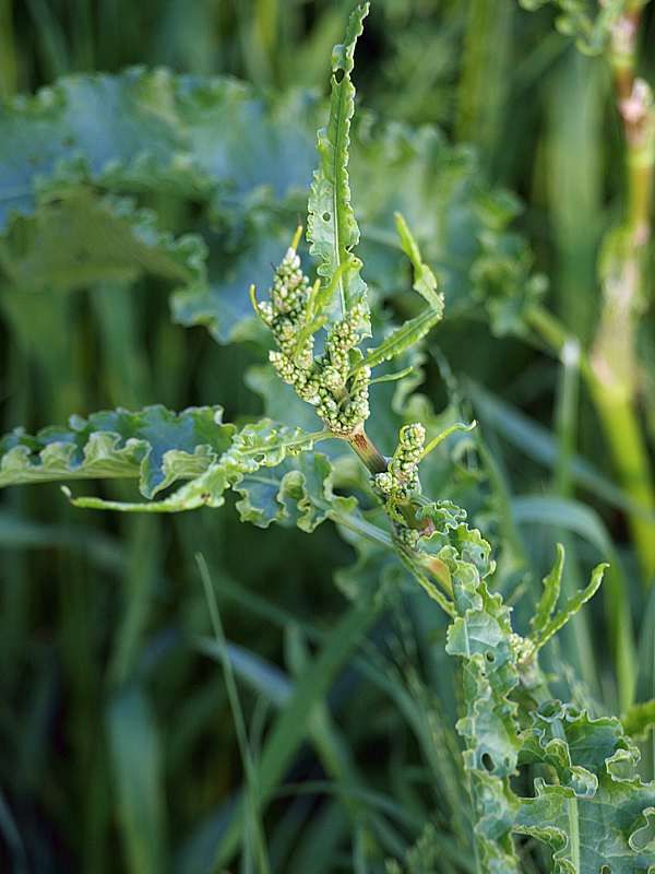 Image of Rumex crispus specimen.
