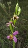 Ophrys apifera. Соцветие. Крым, окр. Феодосии, хр. Тепе-Оба, нарушенная степь в междурядьях искусственного леса из сосны крымской с примесью лиственных деревьев и кустарников. 23 мая 2016 г.