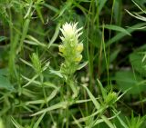 Melampyrum argyrocomum