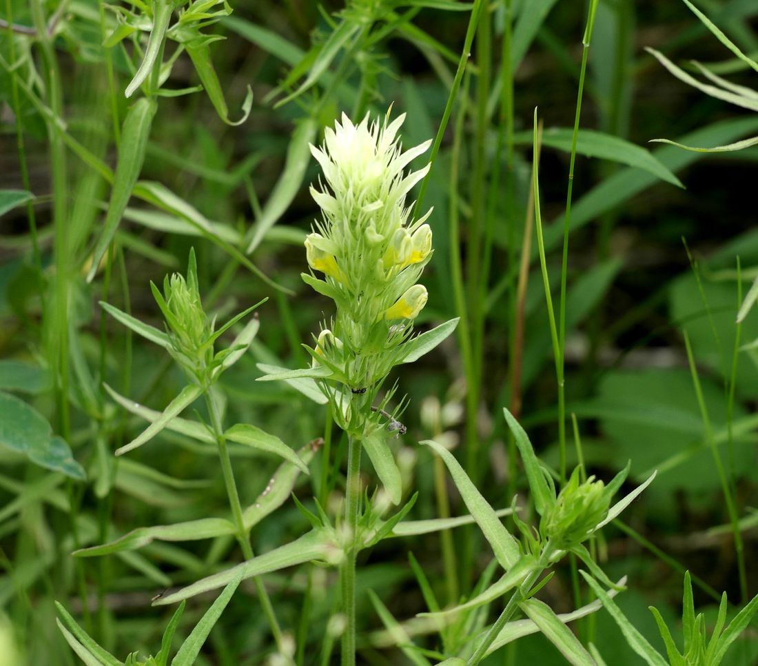 Изображение особи Melampyrum argyrocomum.