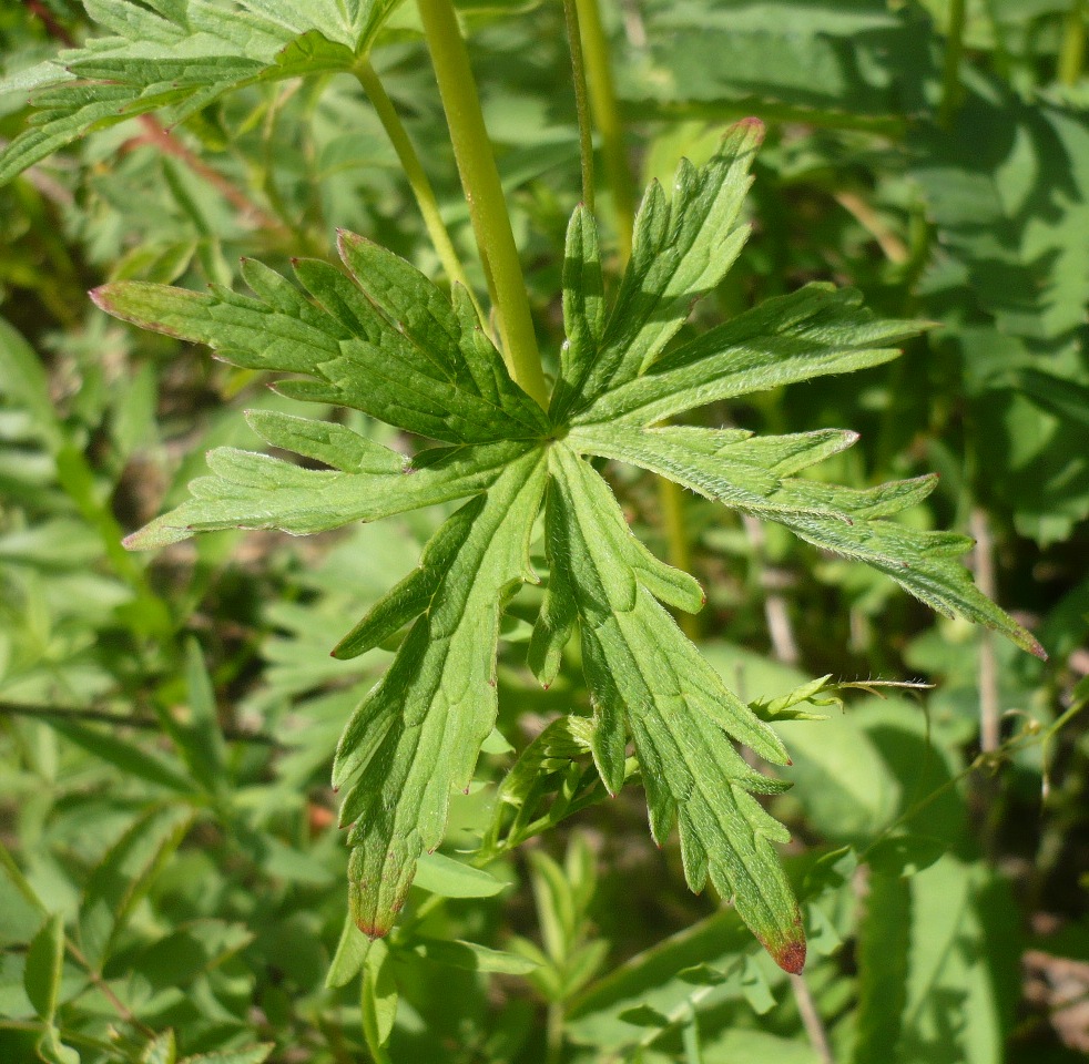 Изображение особи Geranium asiaticum.