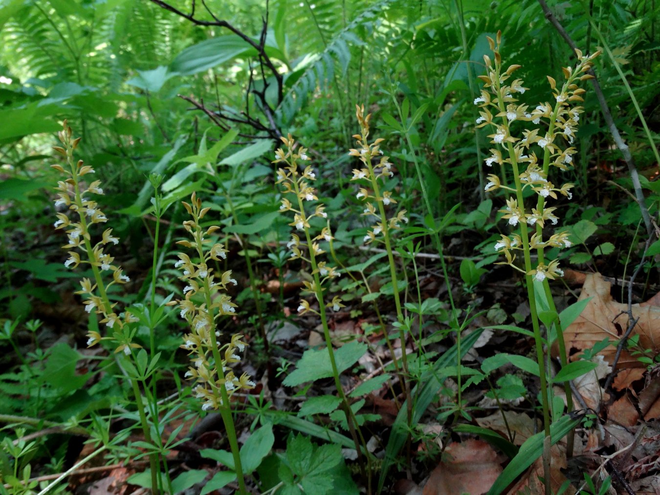 Image of Oreorchis patens specimen.