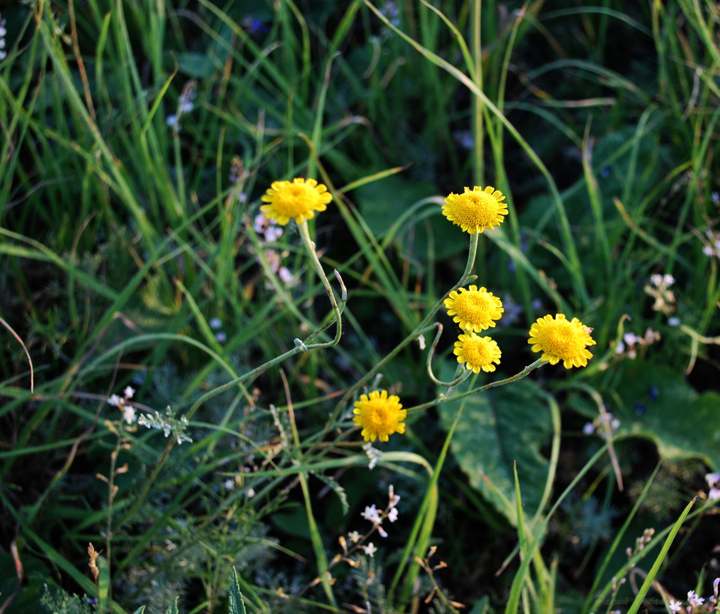 Image of Tanacetum sclerophyllum specimen.