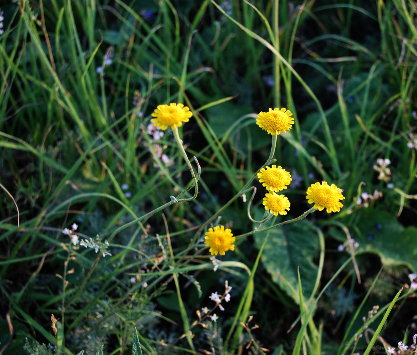 Изображение особи Tanacetum sclerophyllum.