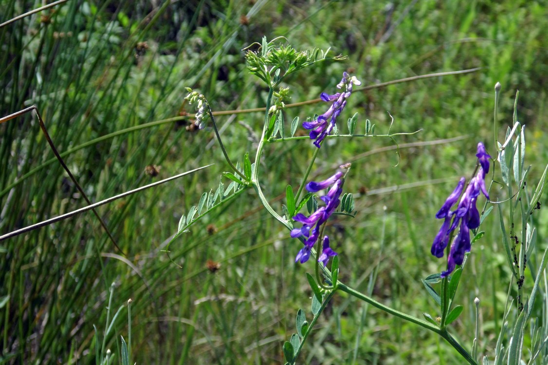 Image of Vicia cracca specimen.
