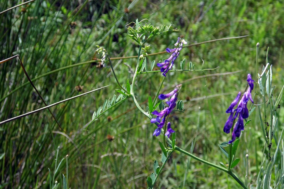 Изображение особи Vicia cracca.