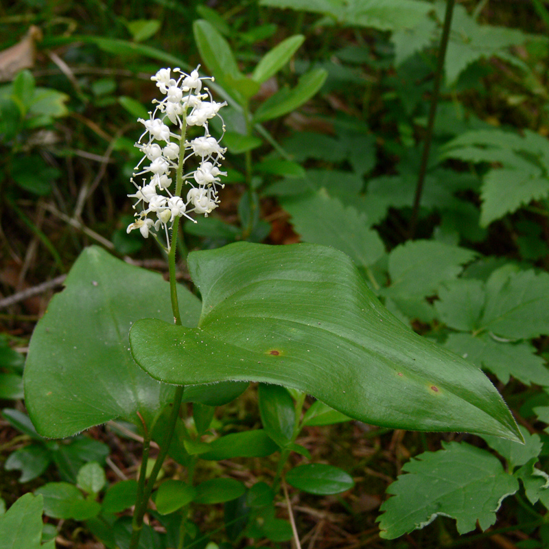 Изображение особи Maianthemum bifolium.