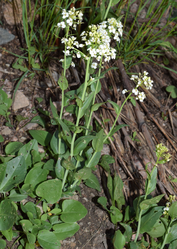 Image of Eutrema integrifolium specimen.