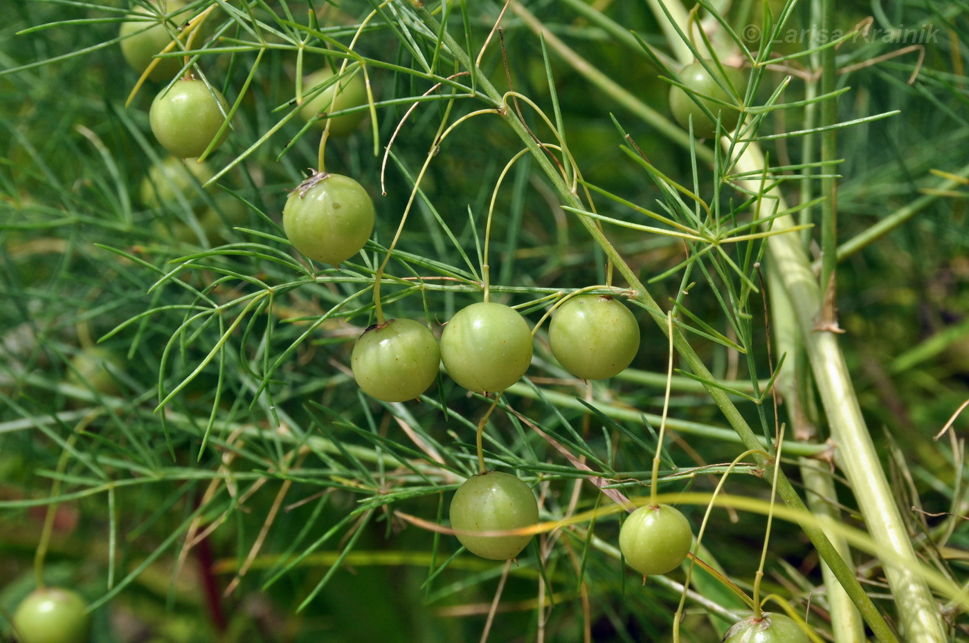 Изображение особи Asparagus oligoclonos.