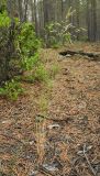 Poa transbaicalica