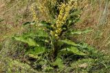 Verbascum lychnitis