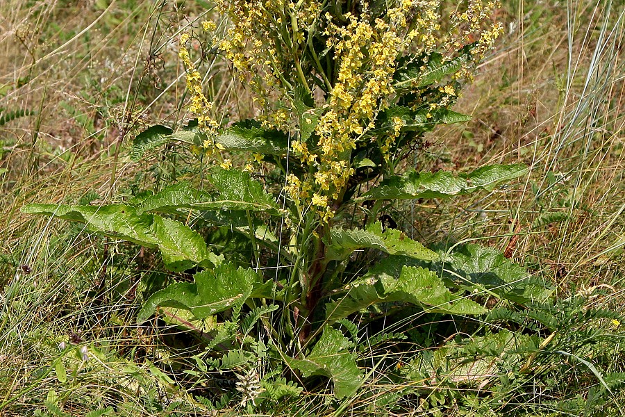 Изображение особи Verbascum lychnitis.