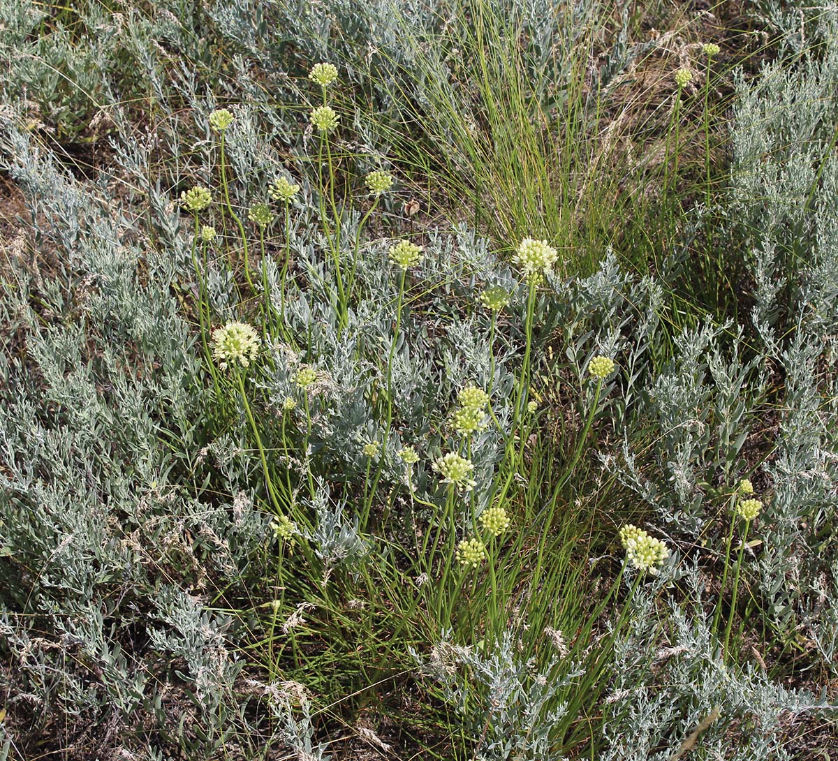 Image of Allium flavescens specimen.