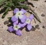 Matthiola fruticulosa var. bolleana