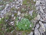 Micranthes aestivalis. Цветущие растения. Республика Хакасия, Ширинский р-н, примерно в 23 км на запад от с. Беренжак, горная тундра на каменистой осыпи. 3 августа 2016 г.