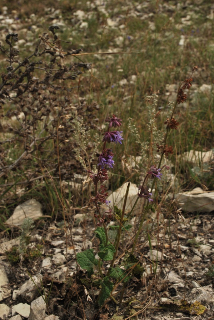 Image of Salvia verticillata specimen.