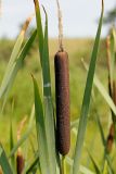 Typha latifolia