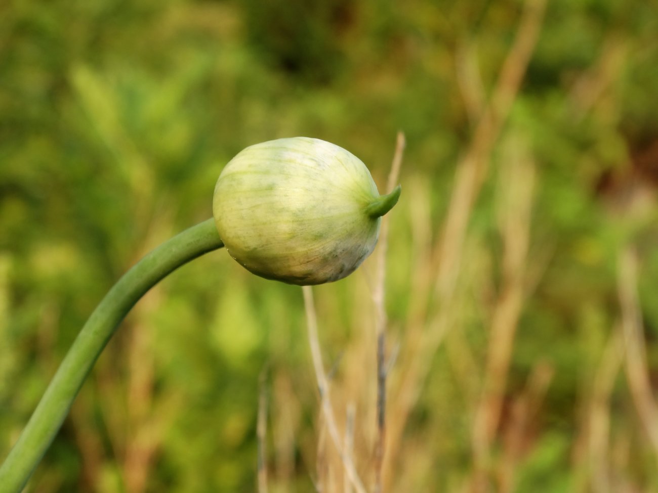 Image of Allium condensatum specimen.