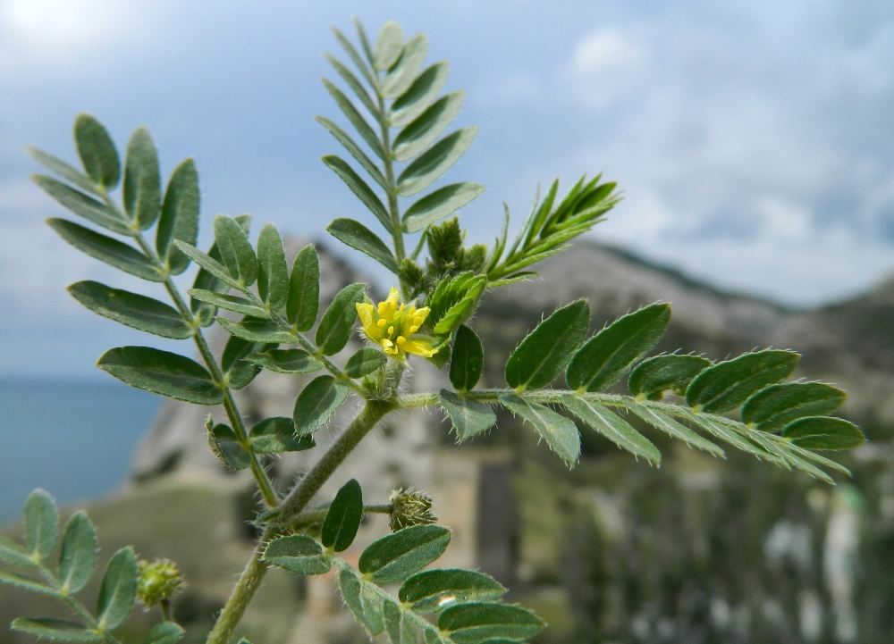 Изображение особи Tribulus terrestris.