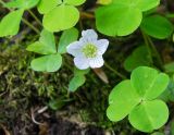 Oxalis acetosella