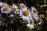 Symphyotrichum &times; versicolor