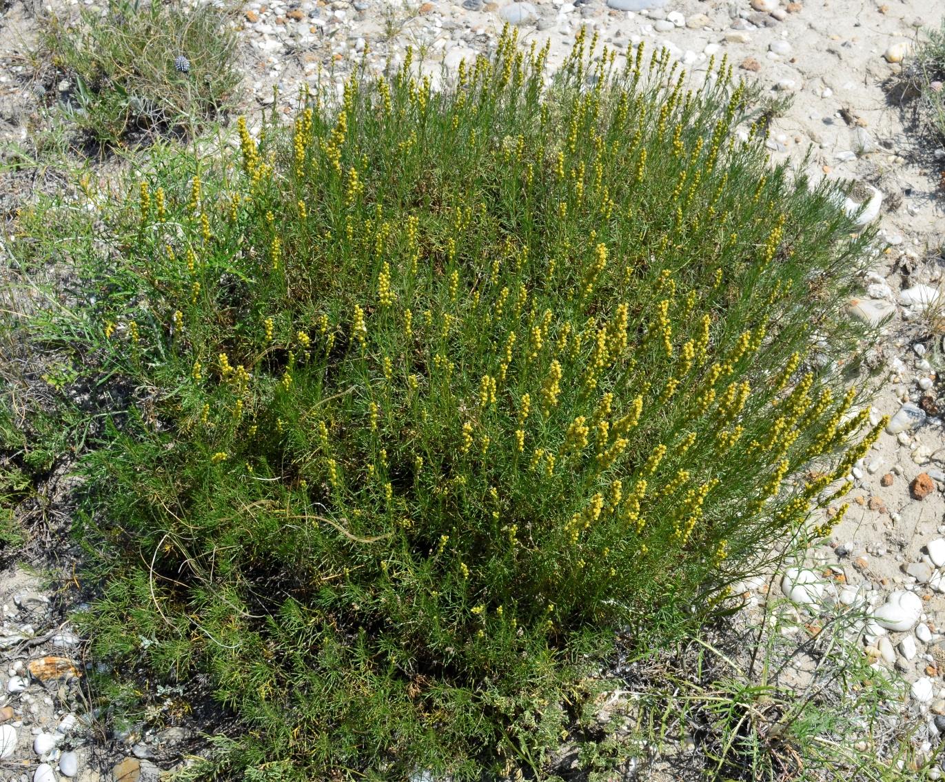 Image of Artemisia salsoloides specimen.