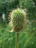 Geum aleppicum. Плод. Амурская обл., Бурейский р-н, окр. с. Виноградовка, долина р. Асташиха, разнотравный луг между дорогой и кустарниками. 25.07.2016.