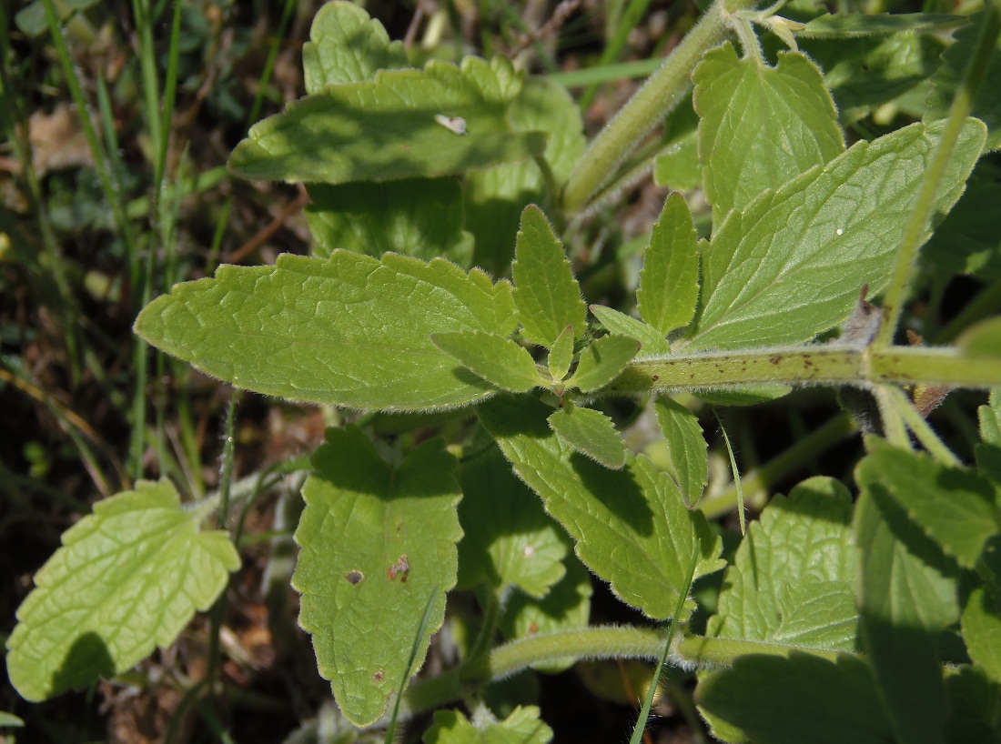 Image of Nepeta parviflora specimen.