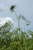 Daucus sativus