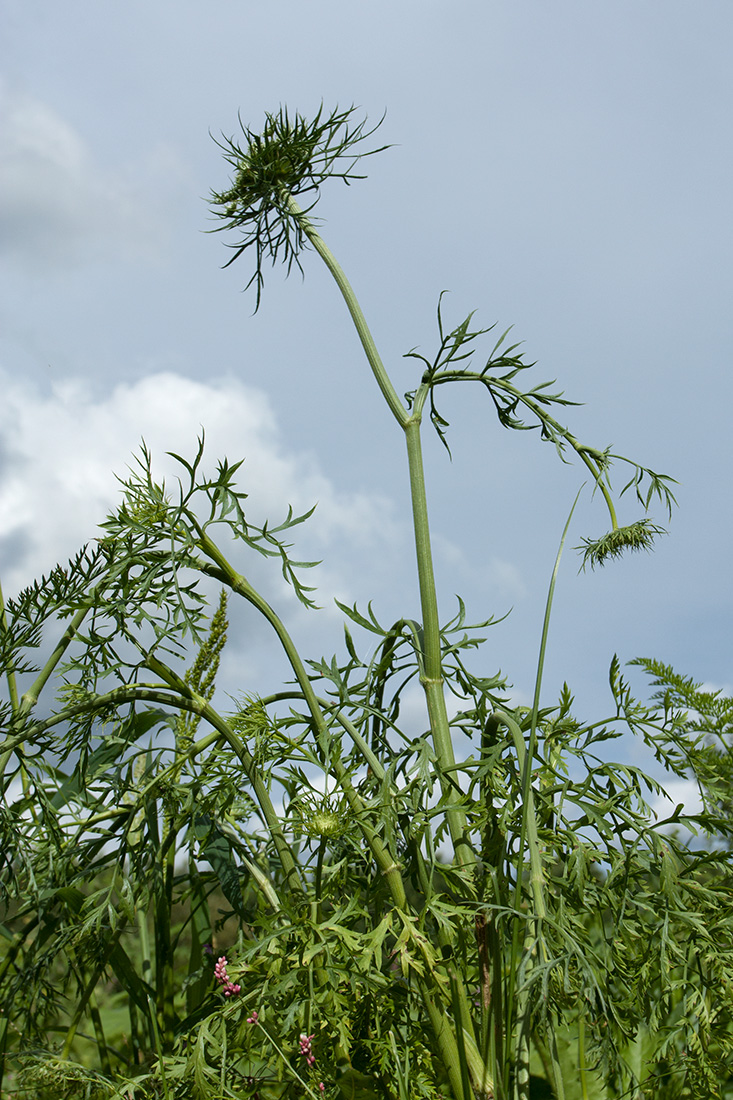 Изображение особи Daucus sativus.