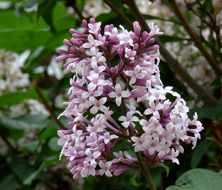 Image of Syringa &times; henryi specimen.