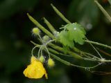 Chelidonium majus