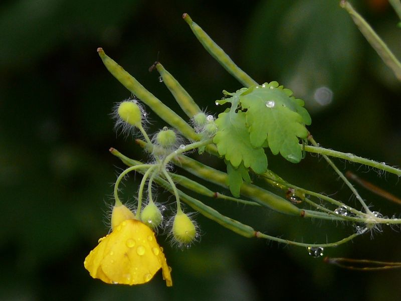 Image of Chelidonium majus specimen.