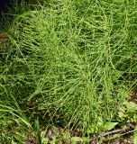 Equisetum arvense. Вегетирующие растения. Восточный Казахстан, Кокпектинский р-н, 25 км в горы от с. Пантелеймоновка, 1000 м н.у.м., берег ручья. 16.06.2016.