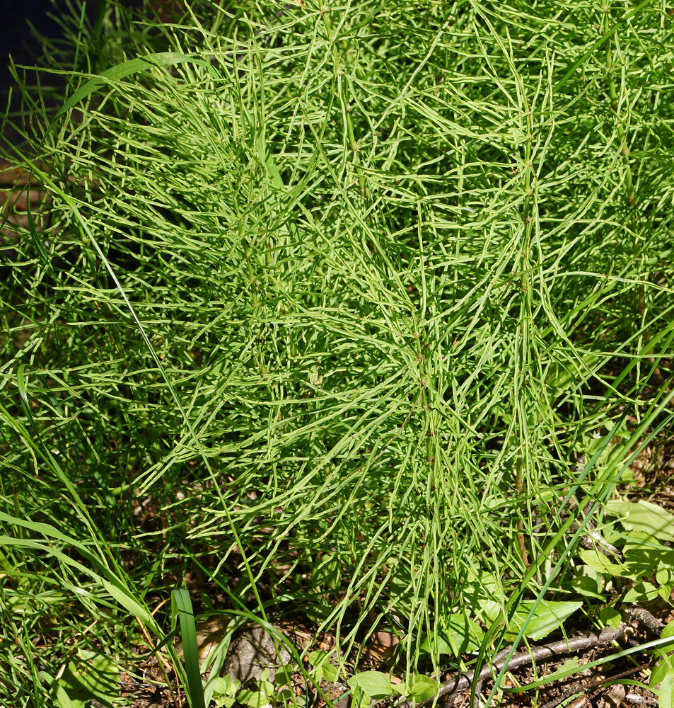 Изображение особи Equisetum arvense.