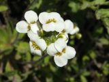 Draba ussuriensis. Соцветие. Магаданская обл., окр. Магадана, бухта Нагаева. 11.06.2013.