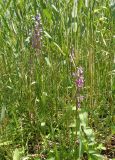 Anacamptis laxiflora subspecies elegans. Цветущие растения. Украина, г. Запорожье, возле Детской железной дороги, в зарослях тростника. 04.06.2016.