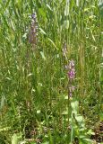 Anacamptis подвид elegans