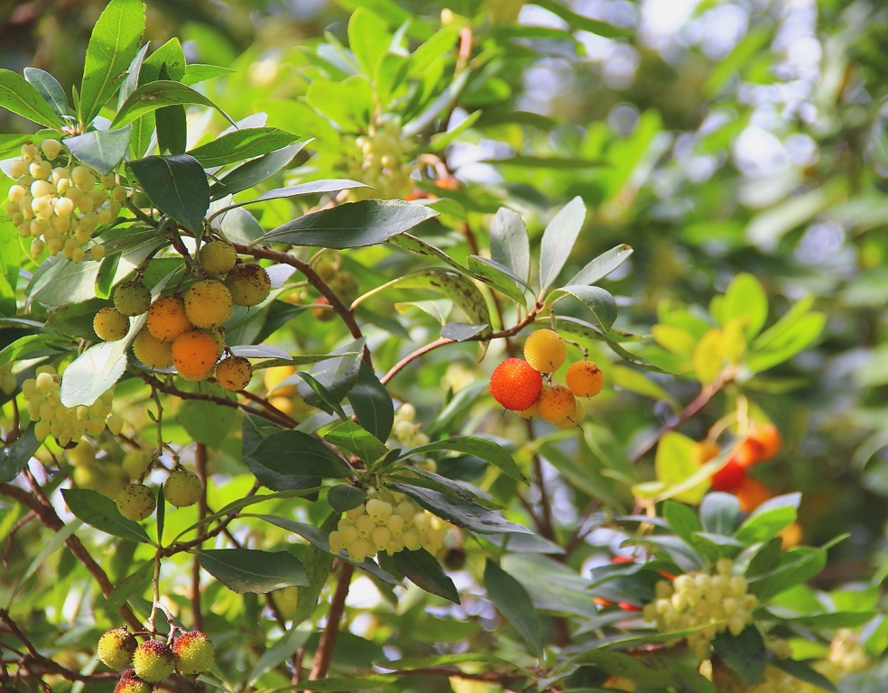 Image of Arbutus unedo specimen.